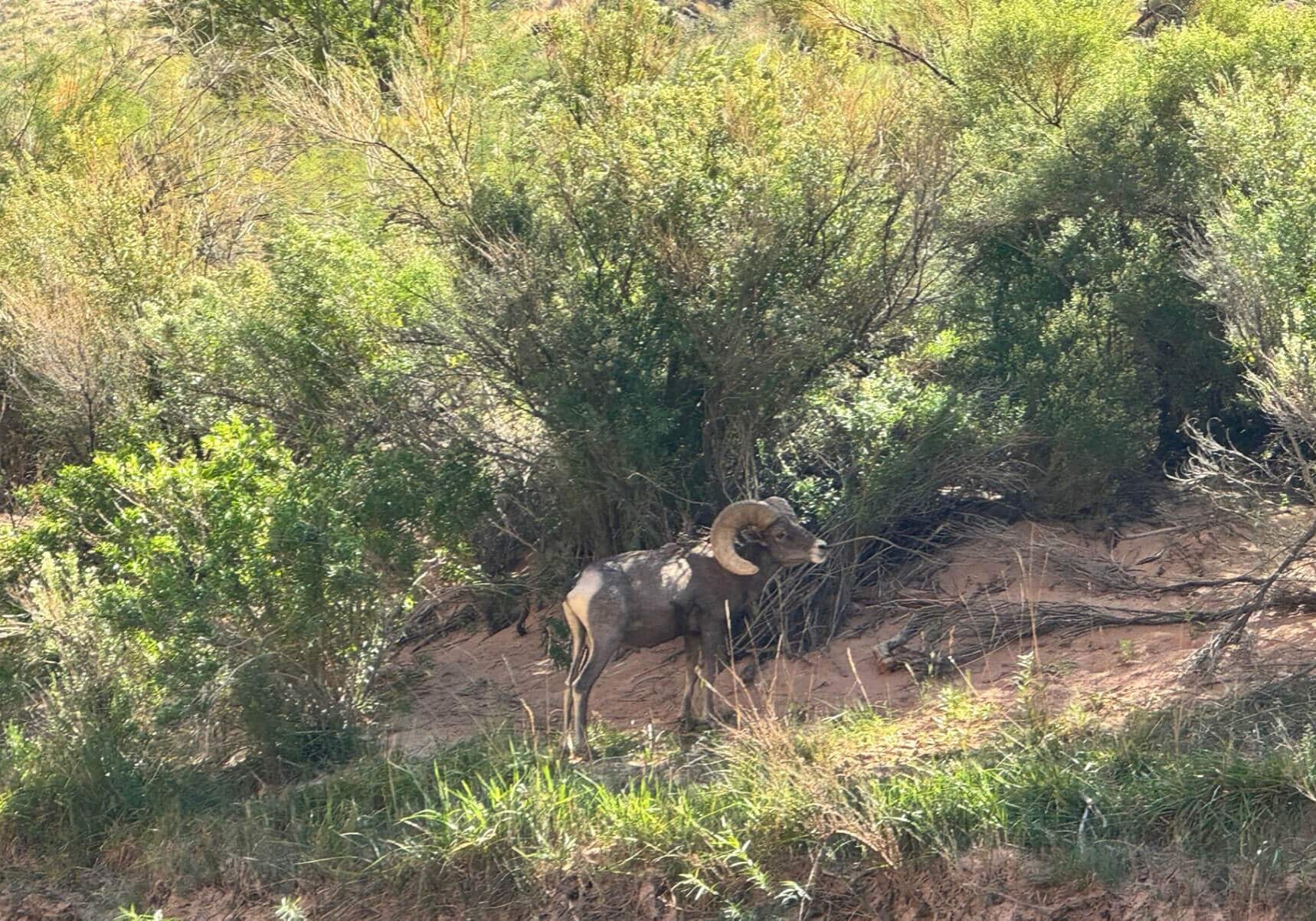 A Big Horn Sheep along the Arkansas River